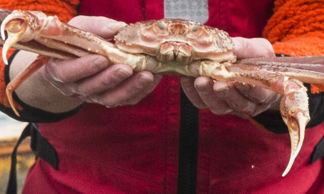 Millionstraff for fiske av snøkrabbe ved Svalbard